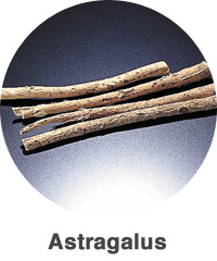 Astragalus