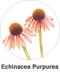 Echinacea Purpurea