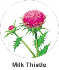 Milk Thistle